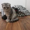 Scottish Fold Kitten