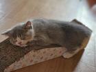 Mega süßer 3 farbiger bkh kitten kater