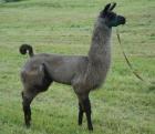 Lamas Lamahengste und Lamastuten