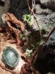 4 adulte Kornnattern mit hochwertigem Eigenbauterrarium