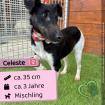 Celeste w 3 Jahre 36 cm Slowakei