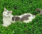 Balu - weiß-grauer Kater sucht liebevolles Zuhause aus dem Tierschutz
