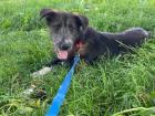 Fenrir - Husky-Mischling - lieb verspielt