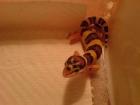 Leopardgecko NZ 2022 suchen ein neues Zuhause.