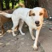 Lio sucht ein Zuhause
