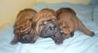 Sharpei Rüde