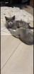 BKH Kitten abgabebereit