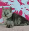 Wunderschöne reinrassige Maine-Coon Kitten