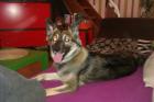 Husky Schäferhund Mix ca1Jahr