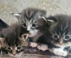 Reinrassiege Maincoon Kätzchen silver-white-Tabby/silver-black-red -Tabby