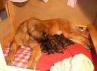 Leonberger Welpen zuckersüß und löwenstark