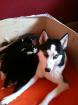 Siberian Husky Welpen geb. 31. 12. 2022