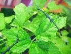Stachelschrecke Acanthomenexenus Polyacanthus