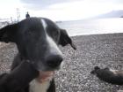 Tina lebte mit ihren Kindern friedlich am Strand. Die Hundefamilie sollte verg