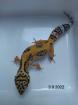 Leopardgecko Männchen Blood x Bold Bandit