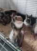Reinrassige löwenkopfkaninchen Babys