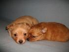 Spitz Chihuahua mix welpen