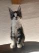 Reinrassige Maine Coon Kitten mit Stammbaum auszugsbereit