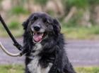 Orlando - Border Collie Mix - kinderlieb sozial verträglich