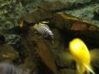 Viele Malawie Barsche zu verkaufen aus eigener Hobbyzucht Ps. Elongatus Metria