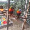 Gebirkslori Pärchen