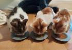 Drei Kitten suchen dringend ein liebevolles Zuhause aus dem Tierschutz / gechi