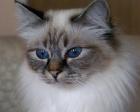 Schmusekatze für Birmaliebhaber