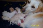 SÜSSE LABRADOR WELPEN EMMA HAT WUNDERSCHÖNE LABBI BABYS ZUR WELT GEBRACHT