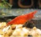 Red Fire Red Cherry Zwerggarnele