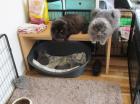 Reinrassige Perser Kitten mit Nase