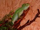 1 0 Stirnlappenbasilisk Basiliscus plumifrons 09