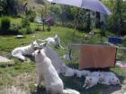 Langhaarwelpen vom Weissen Schweizer Schäferhund
