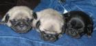 Schwarz und beige mops welpen