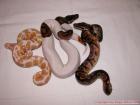 Pythons Angola Königspython / Ball - Pied - Calico - Albino