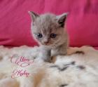 Britisch Kurzhaar Kitten