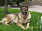 Schäferhund Rüde sucht neues Zuhause