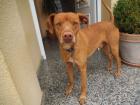 Toby - junger verspielter Kerl sucht Familie