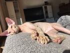 Peterbald Sphynx Siam Orientalisch Kurzhaar Kater