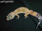 0 1 Super Hypo Tangerine Carrottail Leopardgecko