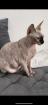 Sphynx Katze Misi fast 5 jahre alt