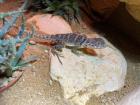 Halsbandleguan Weibchen Crotaphytus collaris ca. 1 5 Jahre alt
