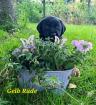 Labrador Welpen schwarz und gelb