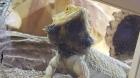 Citrus-Pastell Pogona Vitticeps Männchen abzugeben