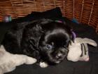 Blacky abzugebeb