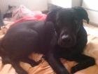 Labrador 9 Monate alt mit Papiere