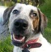 Candy - misshandelt und geschlagen