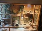 Terrarium mit Bartagame Pärchen