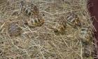 Griechische Landschildkröten NZ 2022 und NZ 2022 aus Tierarztzucht zu verkaufen