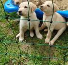Labradorwelpen zu verkaufen