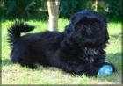 Fin Fin lackschwarzer Shih Tzu Welpe VDH/FCI